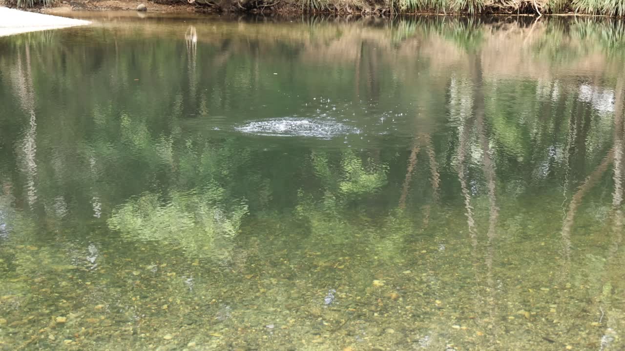 나무와 미묘한 야생동물 활동을 반영하는 조용한 연못