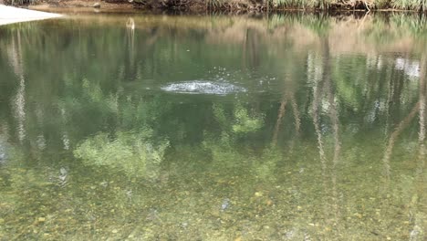 a serene pond reflecting trees and subtle wildlife activity