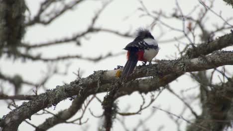 gran pájaro carpintero manchado dendrocopos major destruyendo una rama