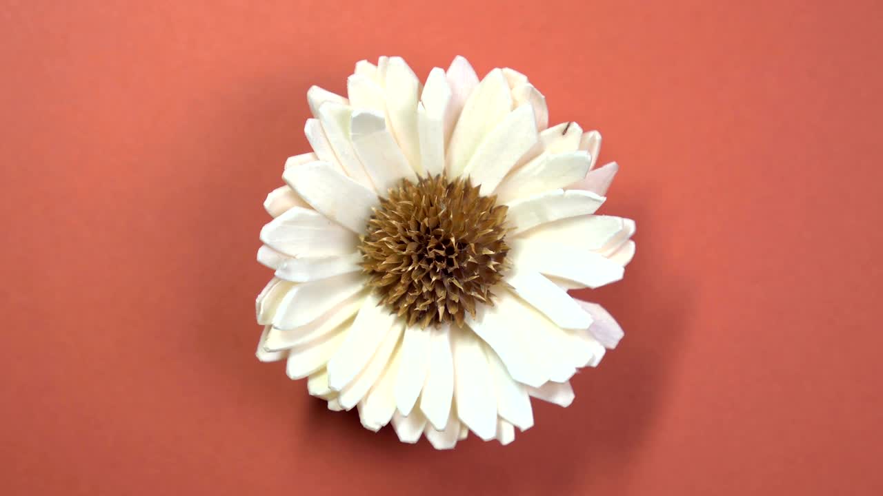 Beautiful single daisy flower slowly spinning on a rotating brown background.