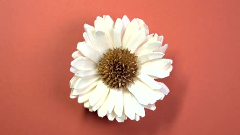 beautiful single daisy flower slowly spinning on a rotating brown background.