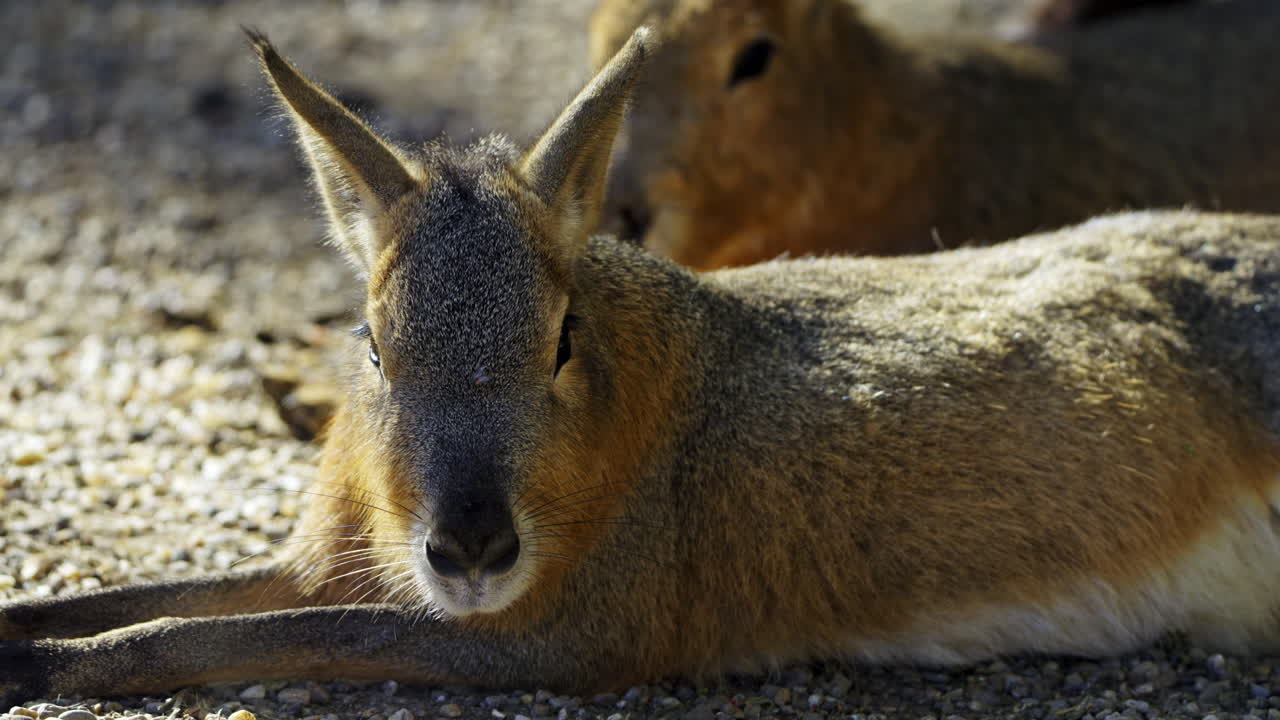 Patagonian Mara Resting