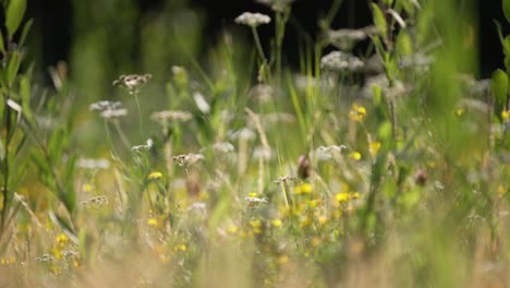 focus pull shift isolating thistles, reed and vegetation in lush green meadow