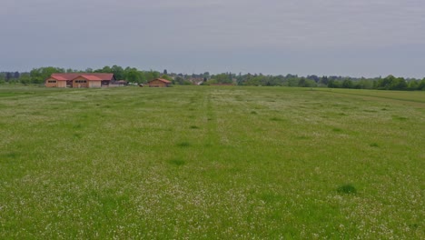 Drone-flight-over-a-big-field-of-dandelion-flowers-with-a-rising-speed-up-flight-and-the-view-over-a-town-in-bavaria,-germany