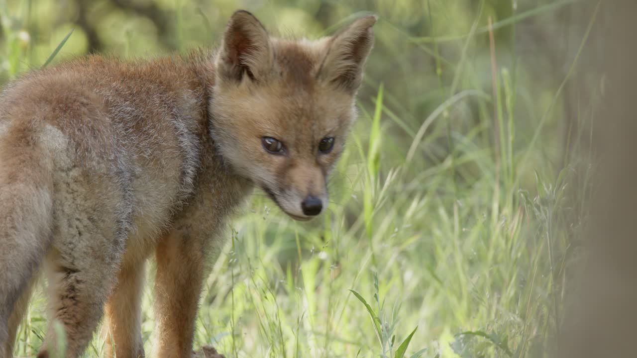 Close-up of red fox cub (vulpes vulpes) in a spring day, in a mediterranean forest, in Tiétar Valley, Spain