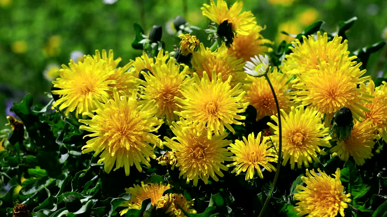 자연의 야생 장식품, 습지 꽃과 행운의 정벌레