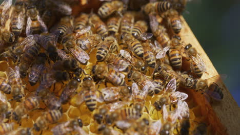 close shot of bees on honeycomb with pollen