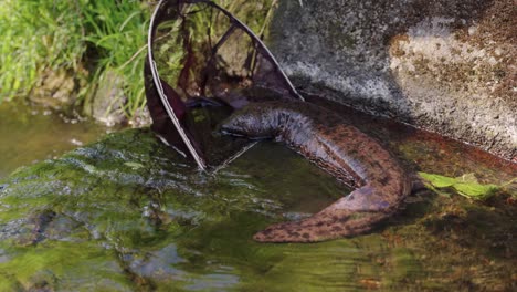 Der-Japanische-Riesensalamander-Steckte-Auf-Einem-Betondamm-Fest-Und-Wurde-Gerettet,-Tottori,-Japan