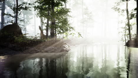 early morning white dense fog covering the pond