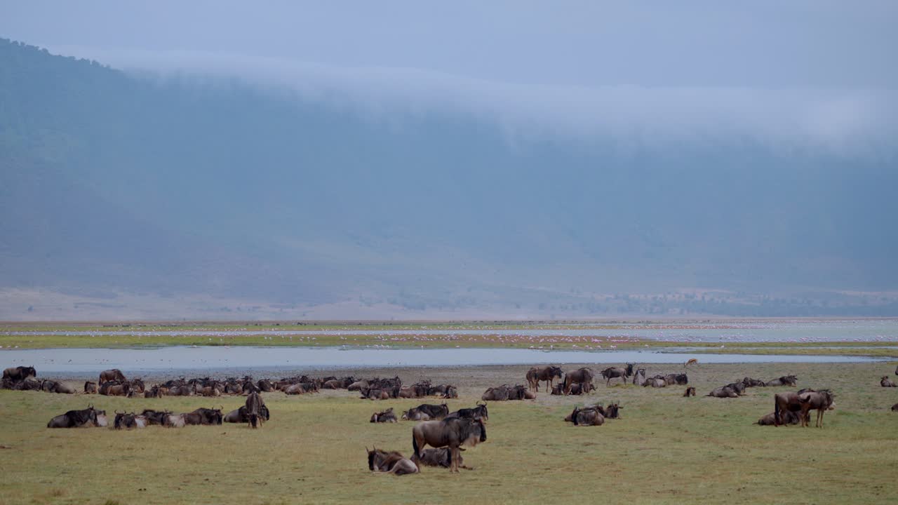 Zebras and wildebeests grazing by the lake in the heart of Ngorongoro Crater