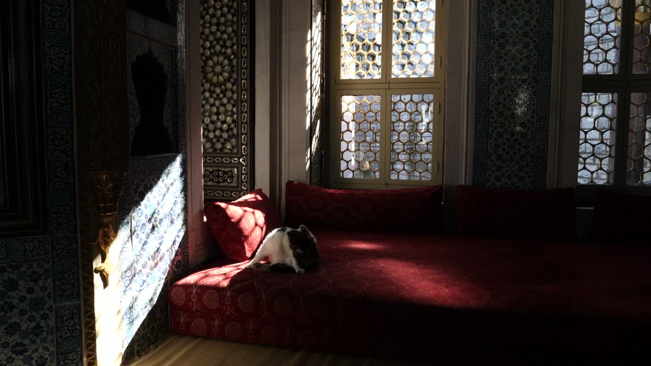 Katze auf dem Sofa im Nahen Osten.