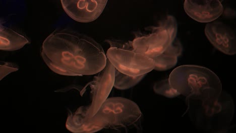 jellyfish in the aquarium in dark green