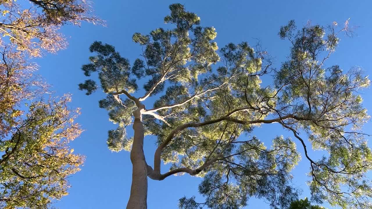 Tall tree branches sway under clear blue sky