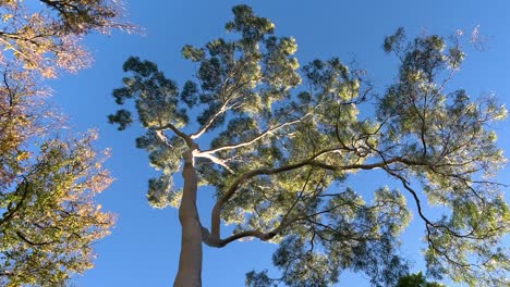 tall tree branches sway under clear blue sky