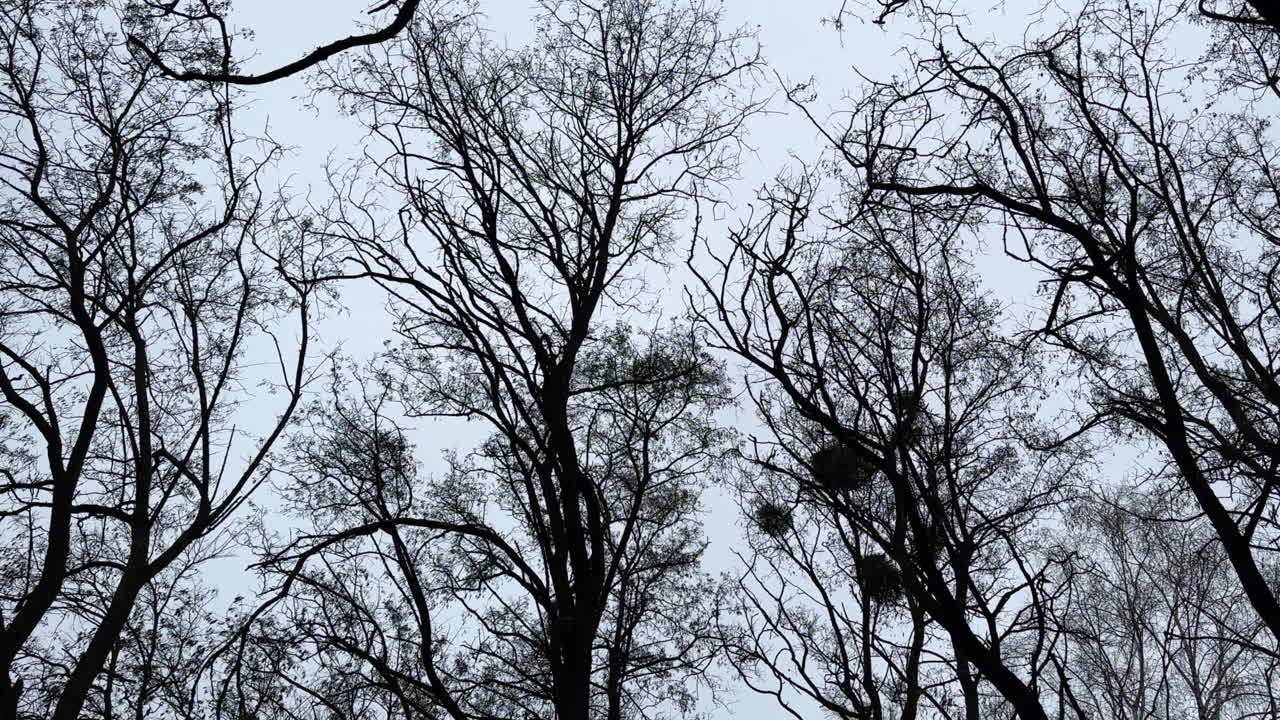 Bare black branches of high trees at backdrop of grey sky. Some mistletoe growing on plants. Low angle view.
