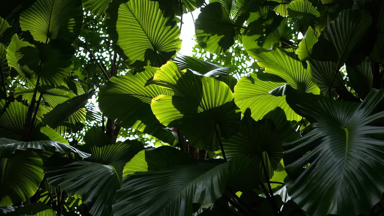 Tropical Rainforest Canopy