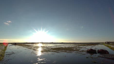 Scenic-sunrise-time-lapse-over-cranberry-bog-during-wet-harvest,-USA