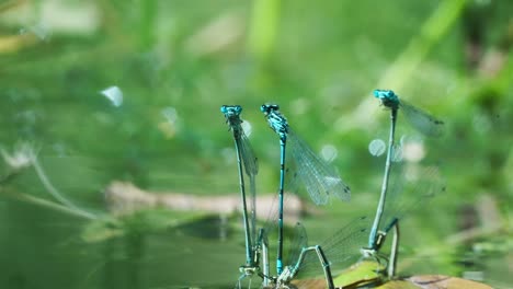 three couple of damselfly connected tail-to-head laying eggs on river