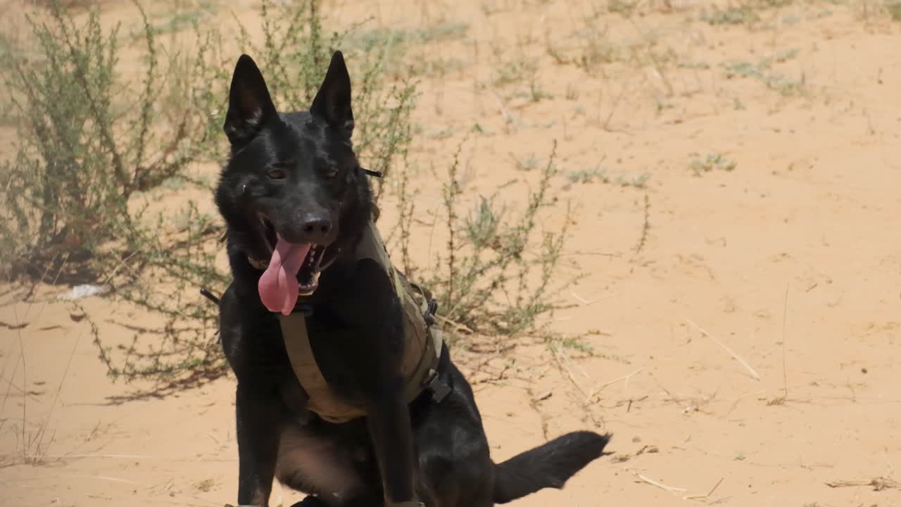 Black military dog wearing vest sitting on the ground in the desert