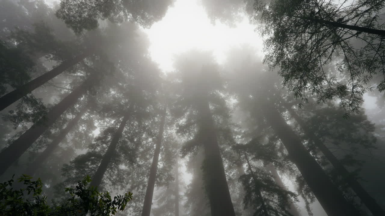 Majestic giant redwood trees reaching up into the misty sky above