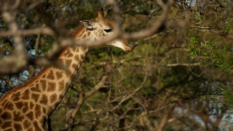 giraffe walking though dense african bush, medium shot tracking the animal