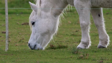 white welara pony grazing on the green pasture