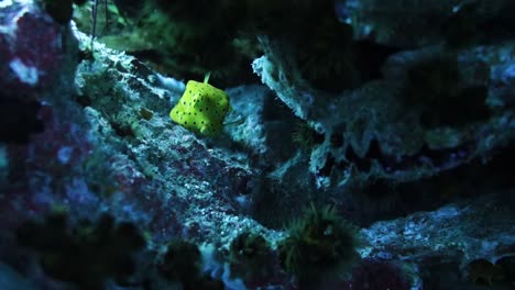 Baby-juvenile-yellow-boxfish-hides-on-tropical-coral-reef-in-Thailand