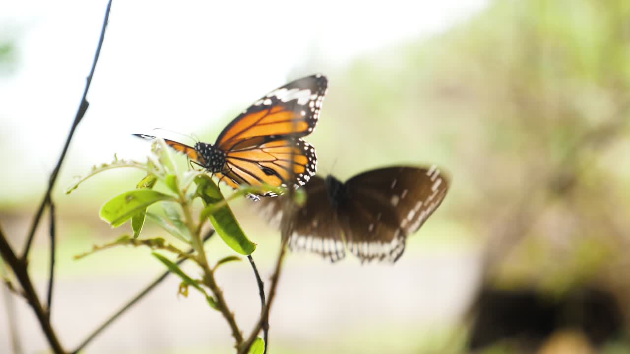 cámara lenta de dos machos de diferentes especies de mariposas acuden a una planta para recolectar alcaloides para producir feromonas que les ayuden a atraer a las hembras, que se encuentran en los ghats occidentales de la india