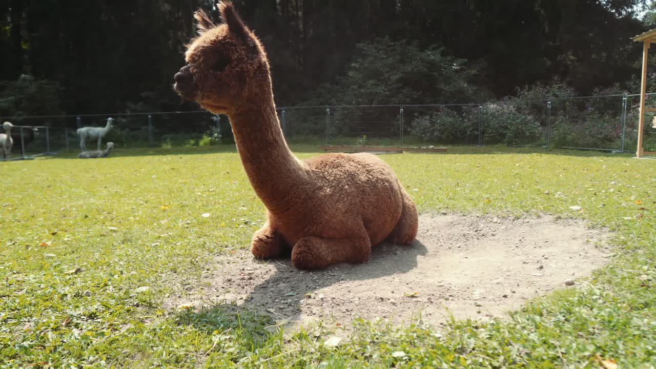 알파카의 4k uhd 영상 - 알파카와 라마 - 자연 환경의 라마