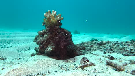 Un-Enjambre-De-Damiselas-Hawaianas-Baila-Alrededor-De-Un-Coral-En-Medio-Del-Fondo-Arenoso-Del-Océano.