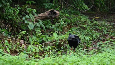 siamese fireback, lophura diardi