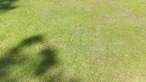 sombras proyectadas sobre un campo verde exuberante