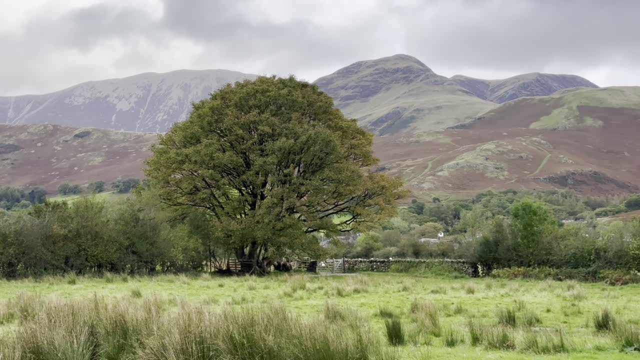 Idyllic scenery on shores of Buttermere with grassland, trees and mountains in the background - Lake District, UK