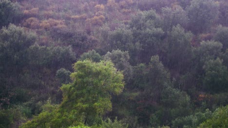 forest trees at a rainy day