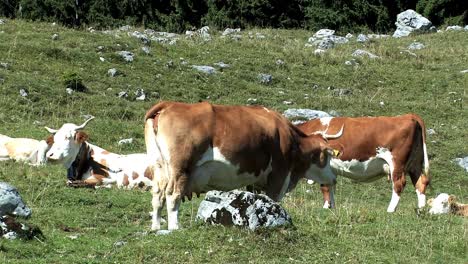 Alm-Mit-Kühen-In-Den-Bayerischen-Alpen-Bei-Sudelfeld,-Deutschland-8