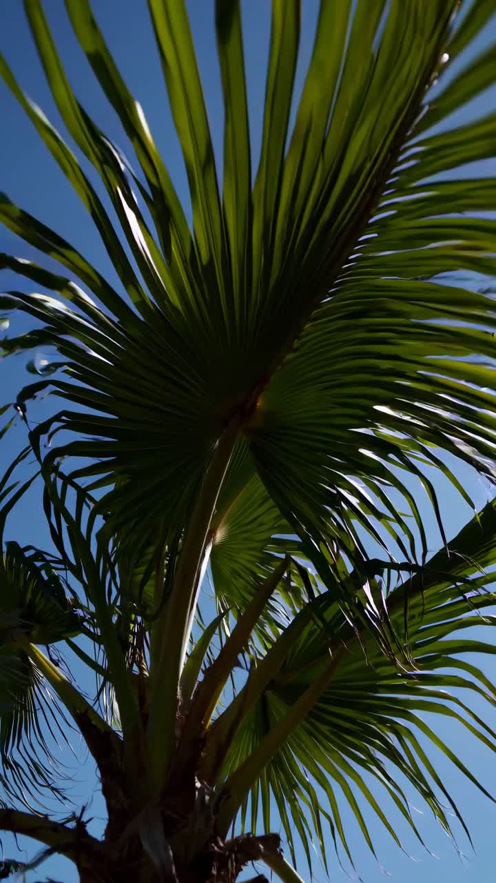 Ripresa video dal basso di foglie di palma contro un cielo azzurro e limpido, che cattura l'essenza tropicale.