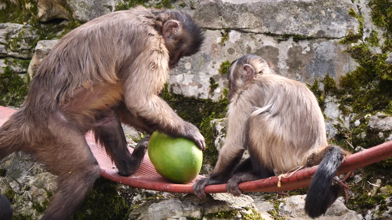 Capuchin Monkey Mother and baby eating fresh Mango outdoors in zoo exhibit,close up