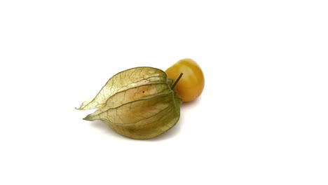 physalis isolated