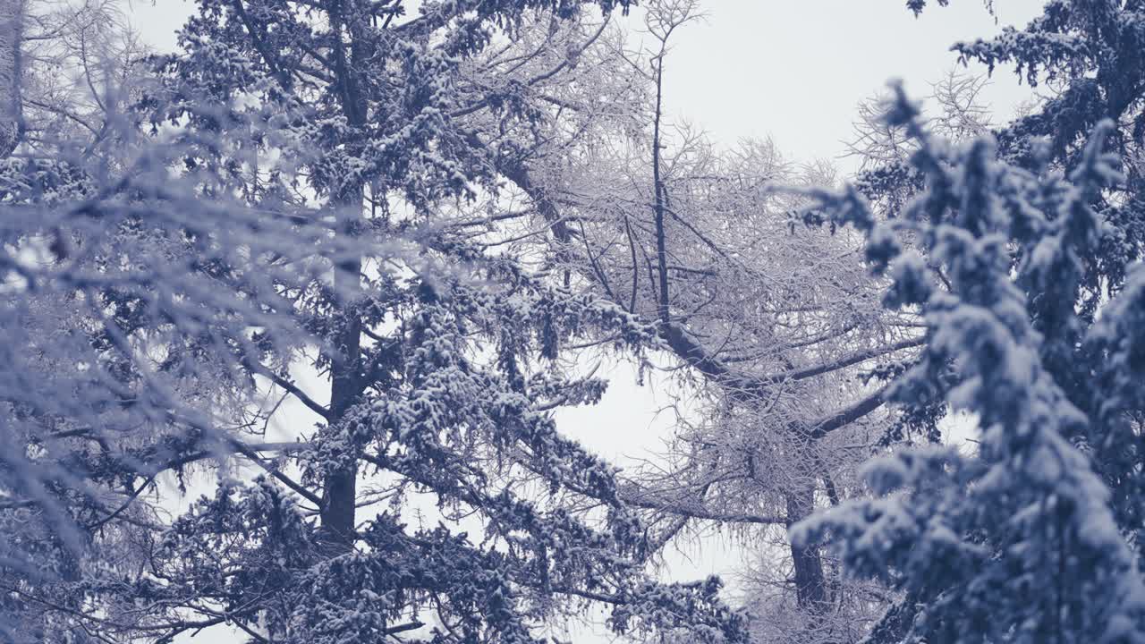La première neige d'un blanc pur recouvre les branches des pins