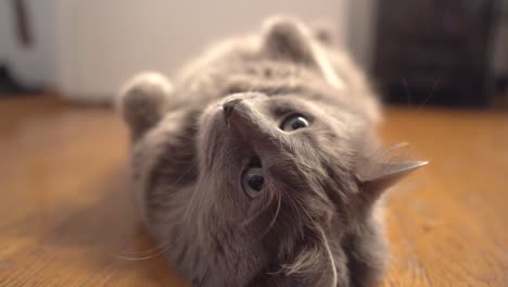 cute nebulung cat laying on his back on the wooden floor inside the house