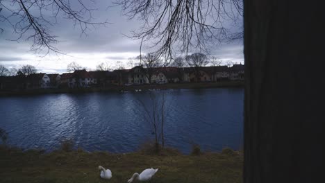 tres patos cerca del frente de agua - parque natural junto al río tübingen alemania con vida silvestre en 4k