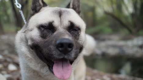 Close-up-portrait-of-a-happy-Akita-dog