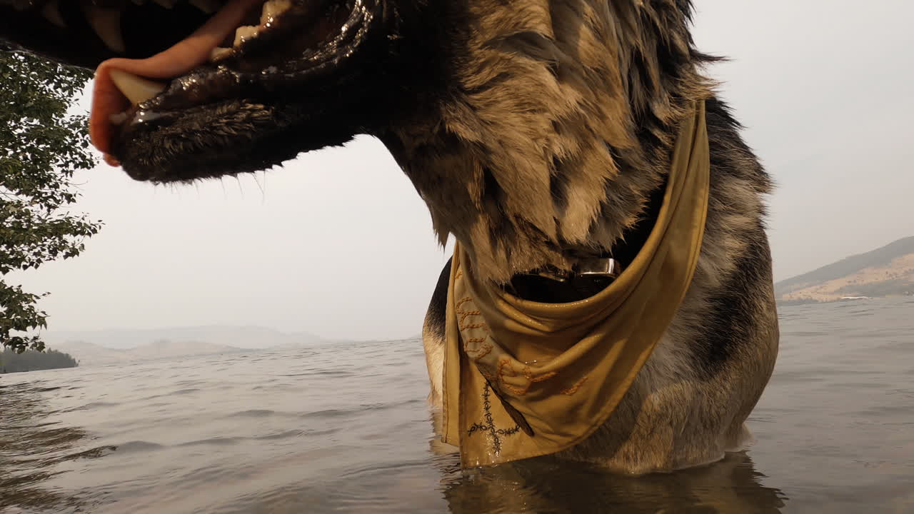 호수에서 강아지의 클로즈업