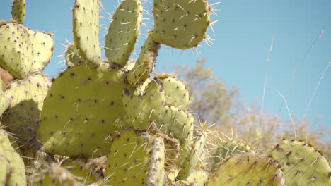 primer plano cinematográfico de un arbusto de cactus en sedona, arizona