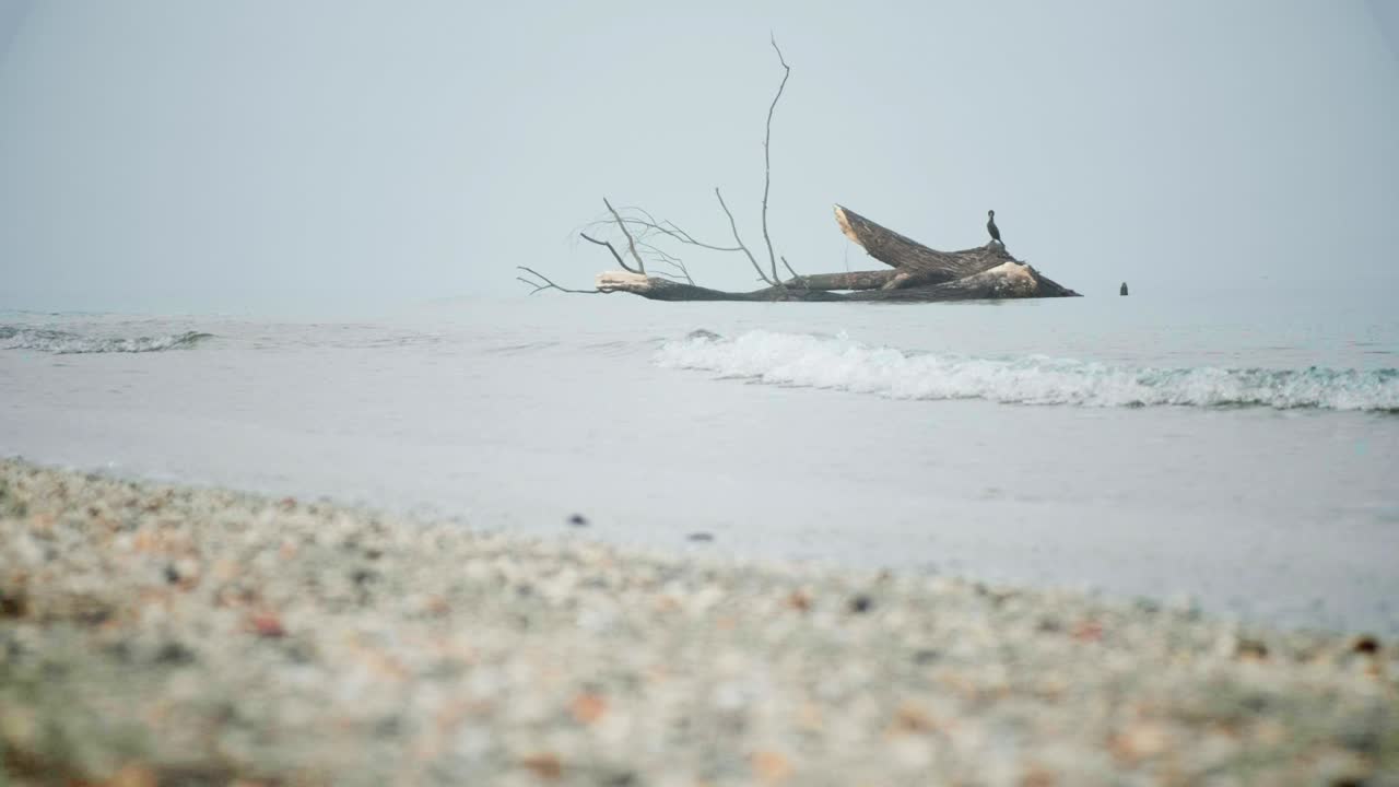 안개가 가득한 바가, 나무 줄기 위의 새, 해변의 파도, 4k, 희미한 바다 풍경, 배경.