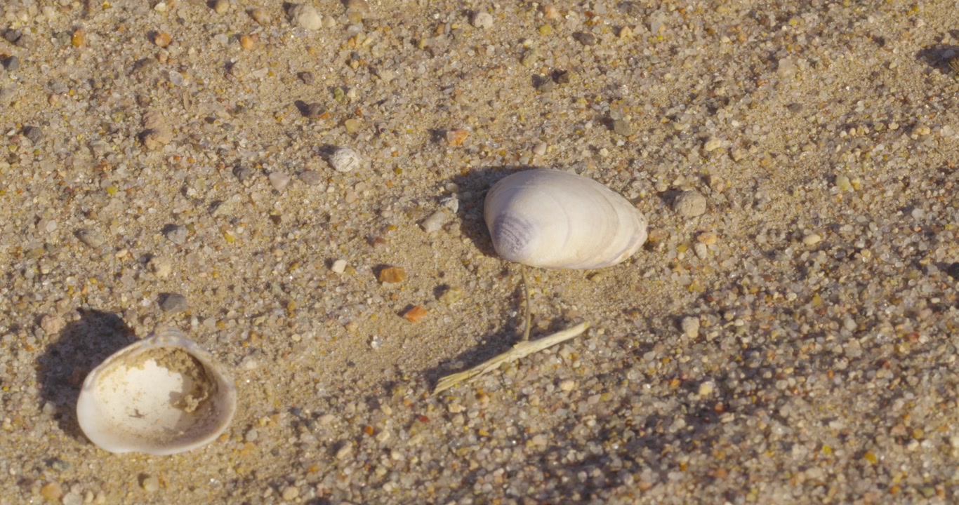 Primer plano de mejillones de agua dulce en un lecho de río seco.