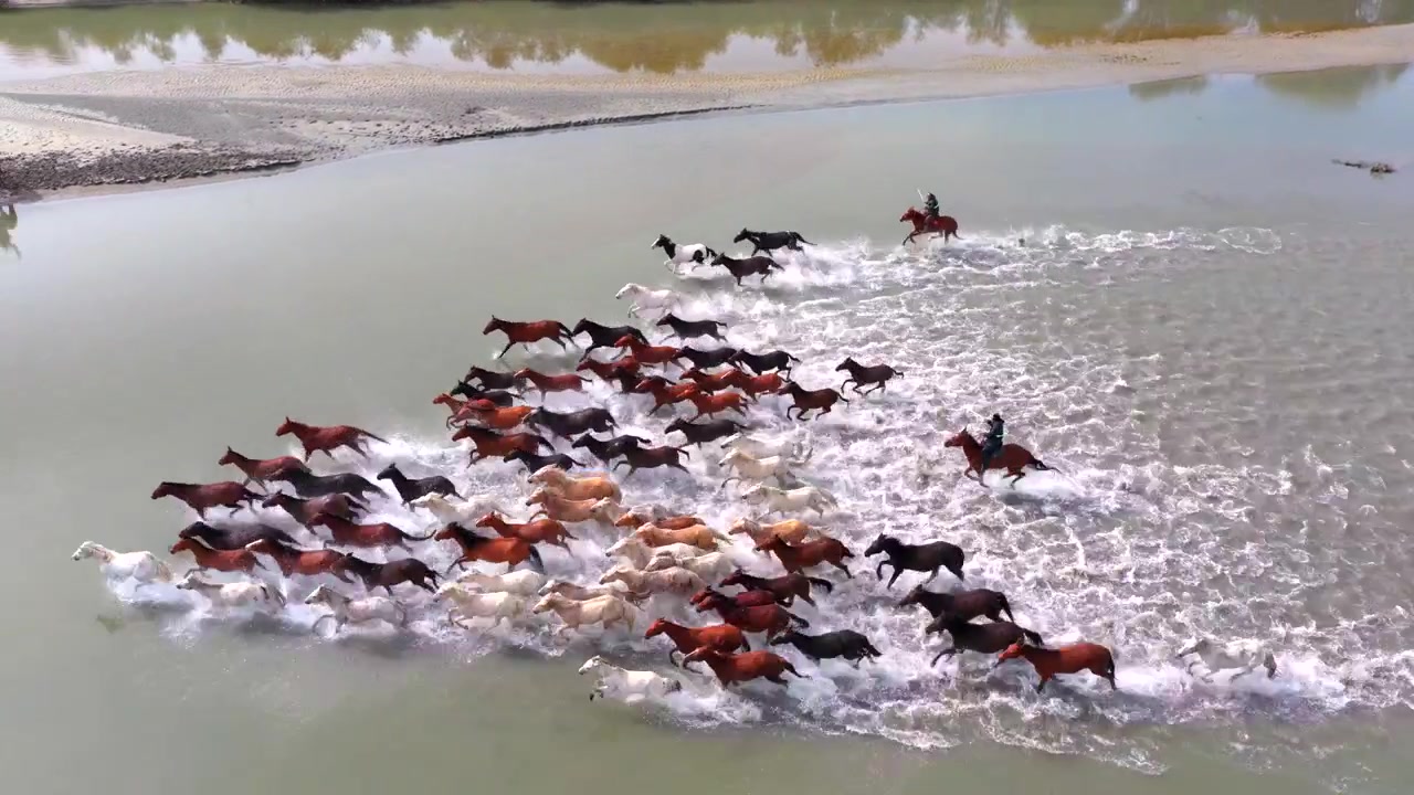 Milhares de cavalos galopando criam salpicos de água, e a magnífica paisagem de Tianma Banhando-se no Rio em Zhaosu, Xinjiang, bravamente lidera o caminho.
