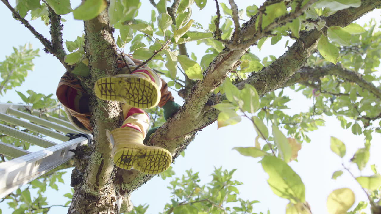 Kid with yellow boots sits on apple tree branch next to ladder, view from below