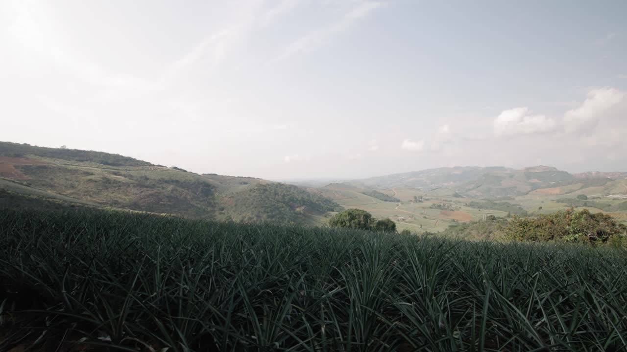 Piantagione di ananas con vista panoramica a Girón, Colombia.