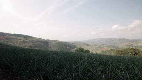 Ananasfarm-Mit-Landschaftsblick-In-Girón,-Kolumbien